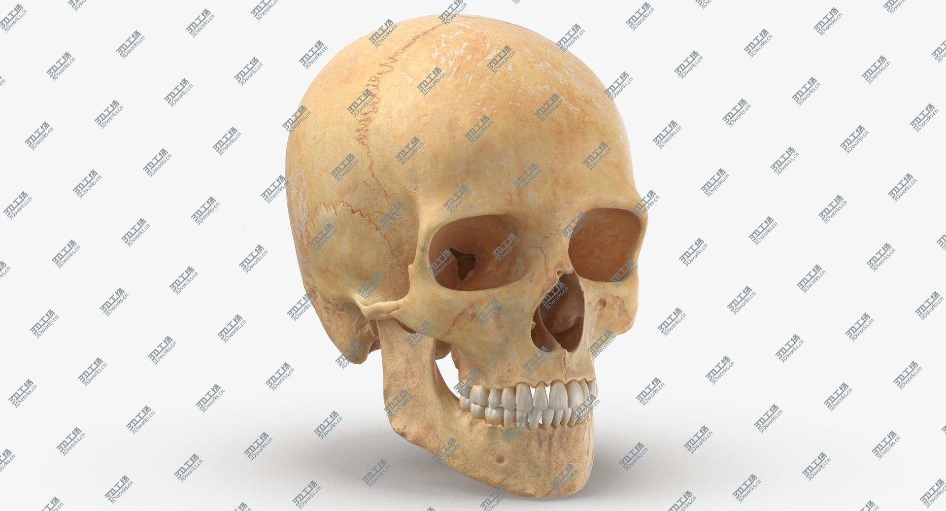 images/goods_img/202105073/3D model Real Human Male Skull Cranial 01 With Teeth/1.jpg